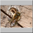 Osmia brevicornis - Mauerbiene m02a.jpg